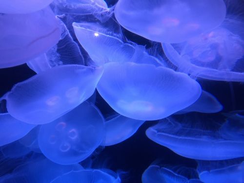 marine ocean jellyfish