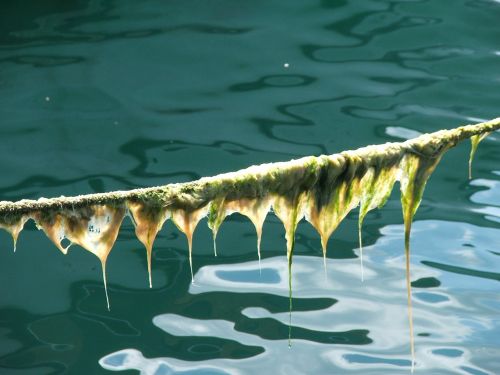 seaweed moss rope