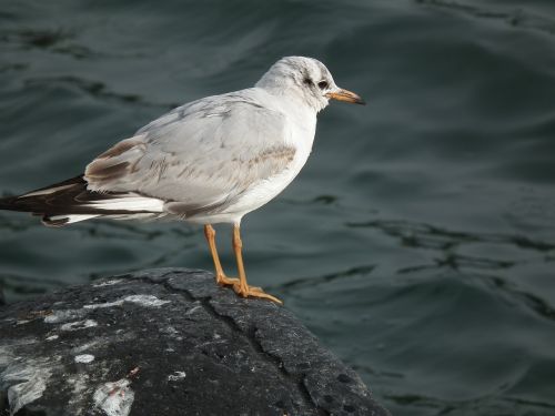 marine bird seagull