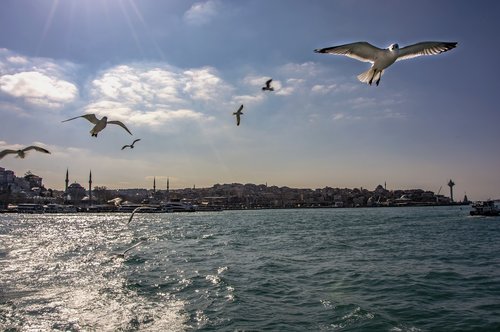 marine  seagull  istanbul