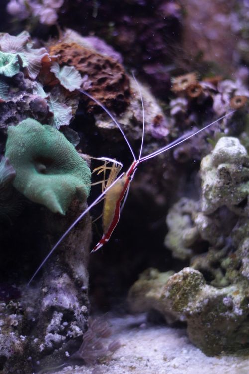 marine shrimp sea