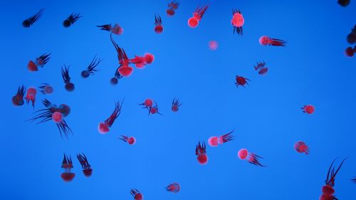 marine aquarium jellyfish shanghai