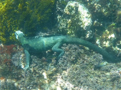 marine iguana galapagos diving