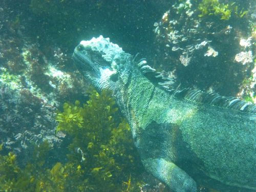 marine iguana galapagos diving