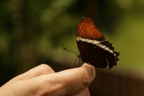 mariposa insecto naturaleza