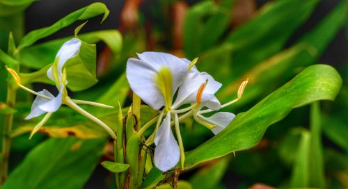 mariposa white ginger flower