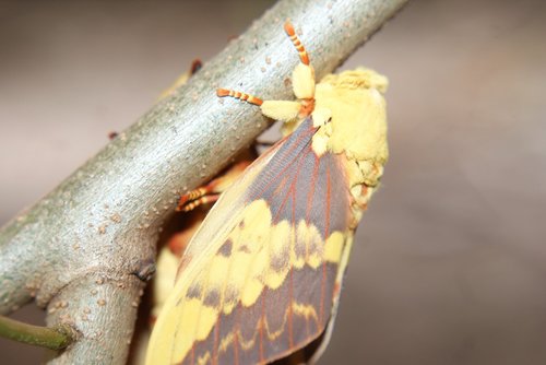 mariposa  mating  casal