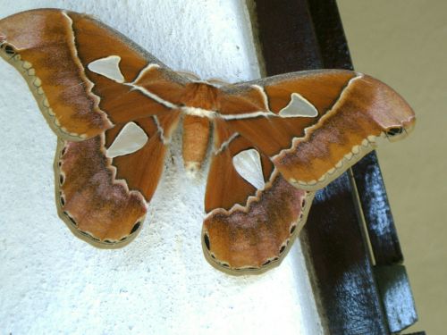 mariposa butterflies nature