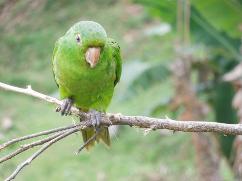 maritaca parrot laurel