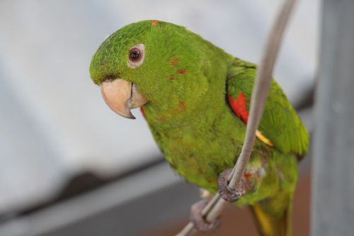 maritaca bird brazil