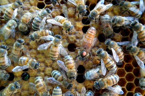 marked queen honey bee hive