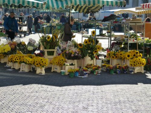 market sunflower sale