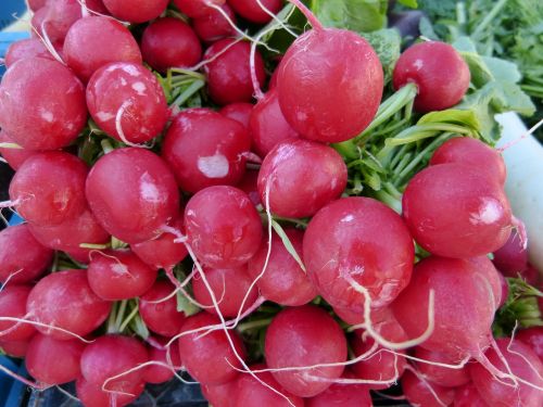 market radishes garden