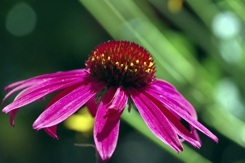 market purple coneflower  purple  summer