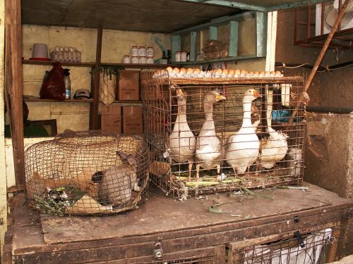 market stall hare geese