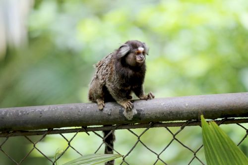 marmoset white tufts animal