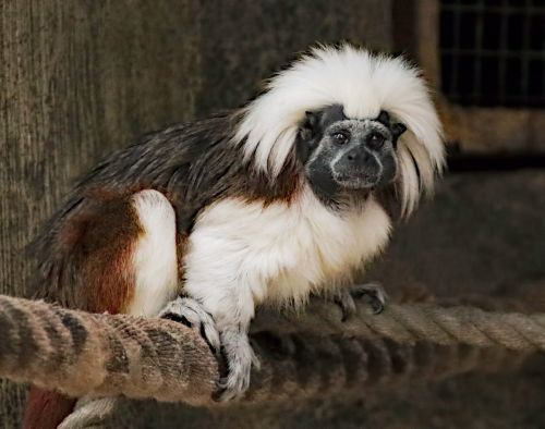 marmoset monkey animal