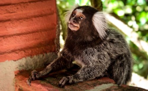 marmoset nature monkey