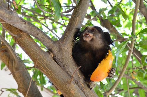 marmoset monkey food