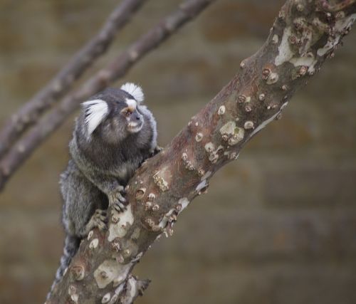 marmoset monkey primate portrait