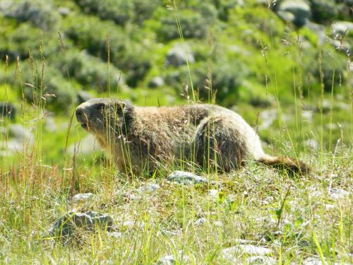 marmot grass animal