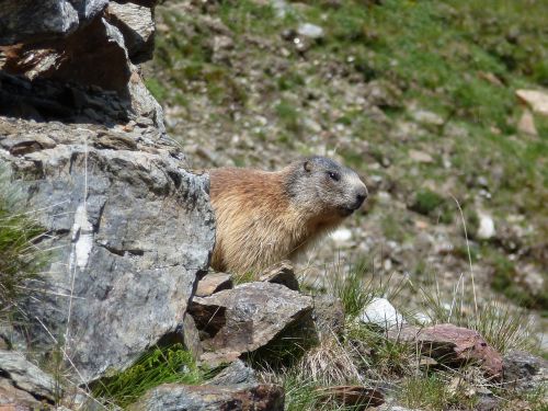 marmot south tyrol nature