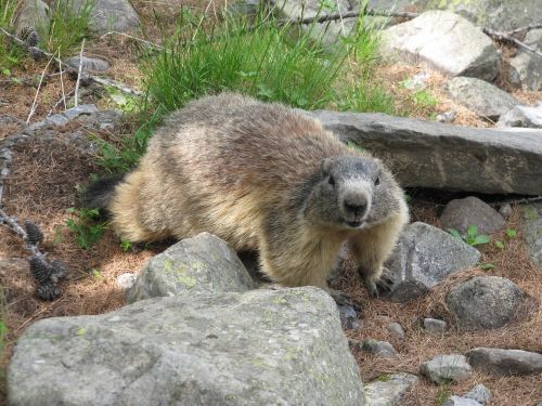 marmot mountain animals