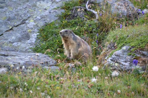 marmot alpine grossglockner