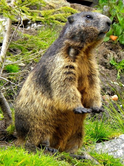 marmot rodent close