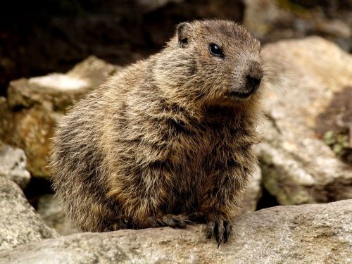 marmot rodent close