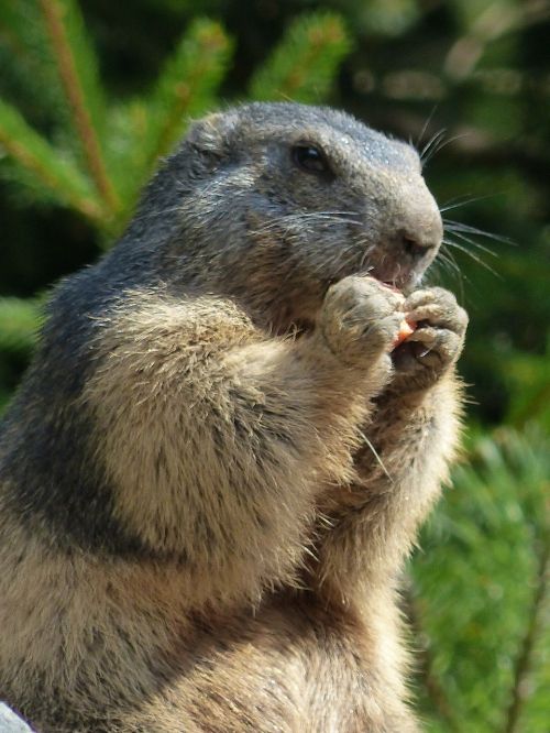 marmot animal wildlife