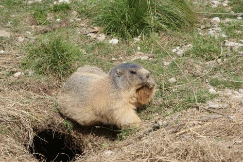 marmot fur fauna