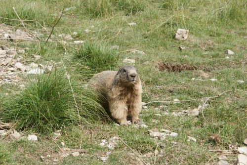 marmot fur fauna