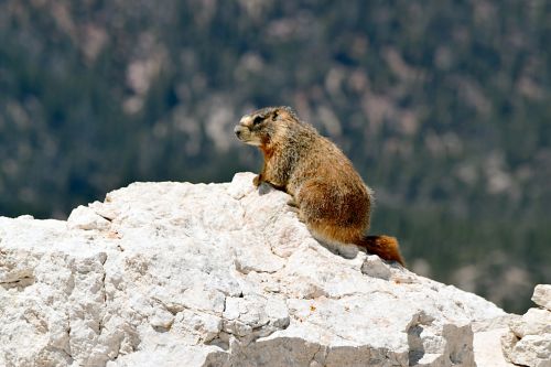 Marmot