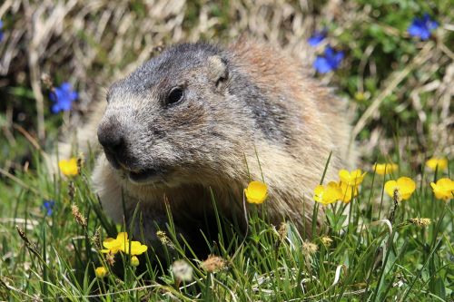 marmot animal flower