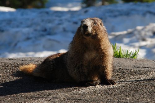 marmot hoary marmot rodent