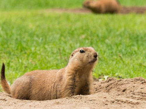 marmot zoo rodent