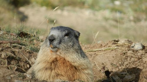 marmot alps wildlife