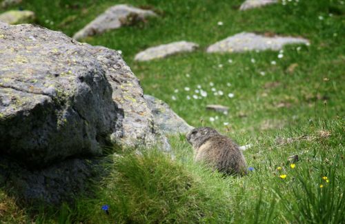 marmot animals rocks