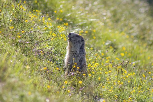 marmot animal meadow