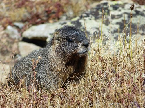 marmot rocky mountain mammal