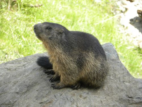 marmot mountain green