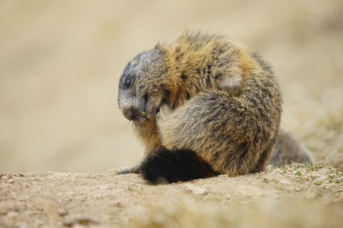 marmot animal alpine