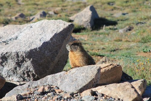 marmot wild mammal