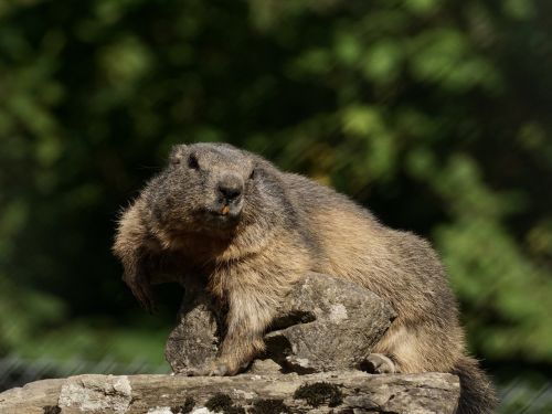 marmot rodent alpine