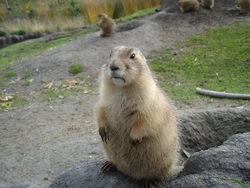 marmot animal zoo