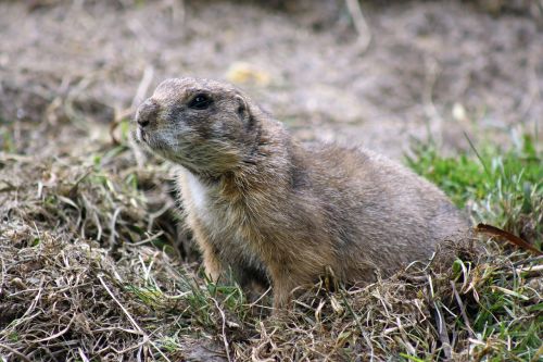 marmot nature rodent