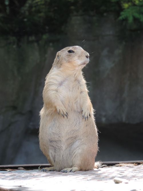 marmot rodent mankei