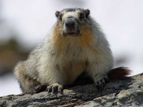 marmot nager rodent