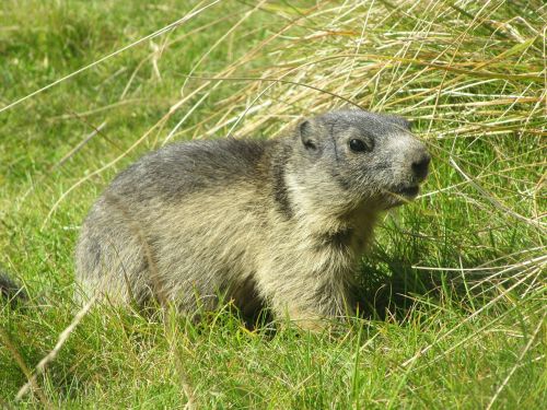 marmot grass alpine marmot